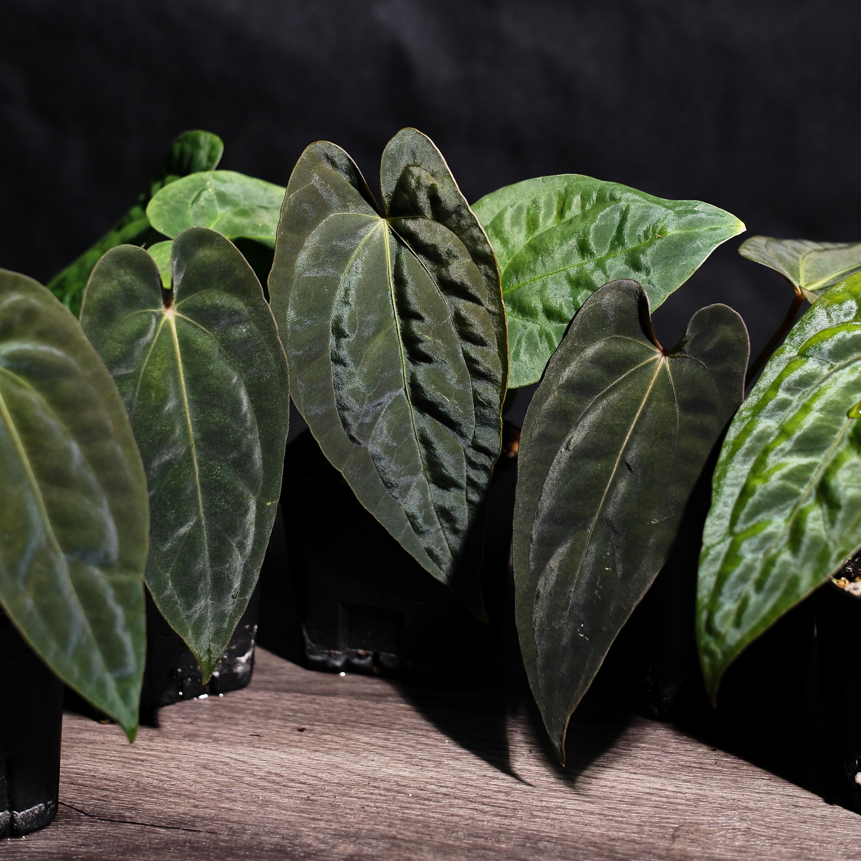 Anthurium Papillilaminum RL X FS Seedling (ralph Lynam X Fort