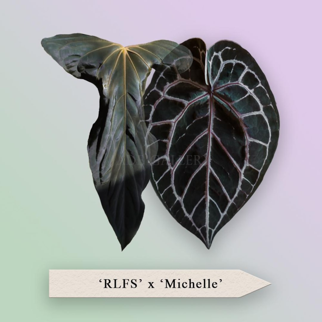 Anthurium papillilaminum  ’RL（JV）✖️FS‘ Anthurium Papillilaminum (RL X FS) x self – TanAsianWithPlants