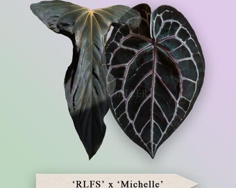 Anthurium Papillilaminum 'RL FS' X 'ree Gardens' Seedling (ralph