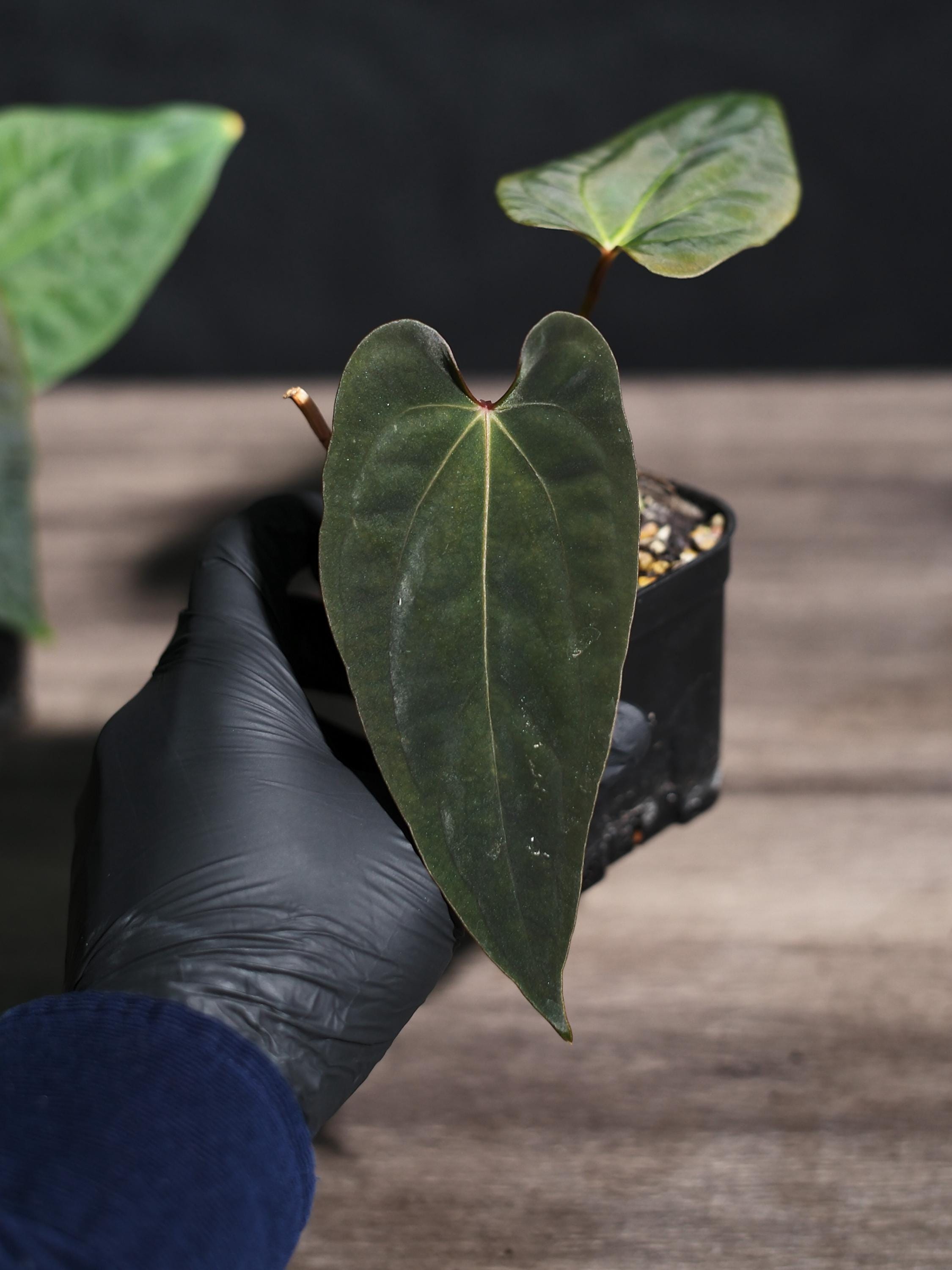 Anthurium Papillilaminum RL X FS Seedling (ralph Lynam X Fort