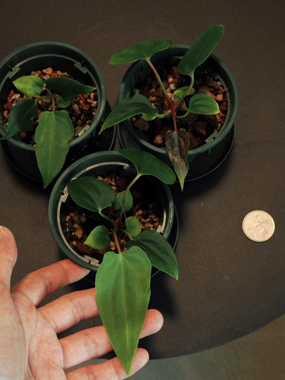 Anthurium Papillilaminum RL X FS Seedling (ralph Lynam X Fort