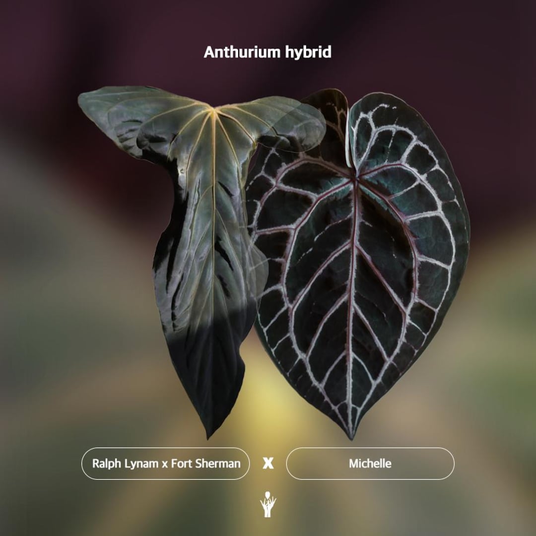 その他観葉植物 NPG: Anthurium papillaminum x Michelle il_1080xN.7887309160_i7m4.jpg