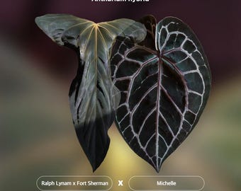 Anthurium Papillilaminum 'RL FS' x 'Michelle' planta (Ralph Lynam Fort Sherman Michelle)