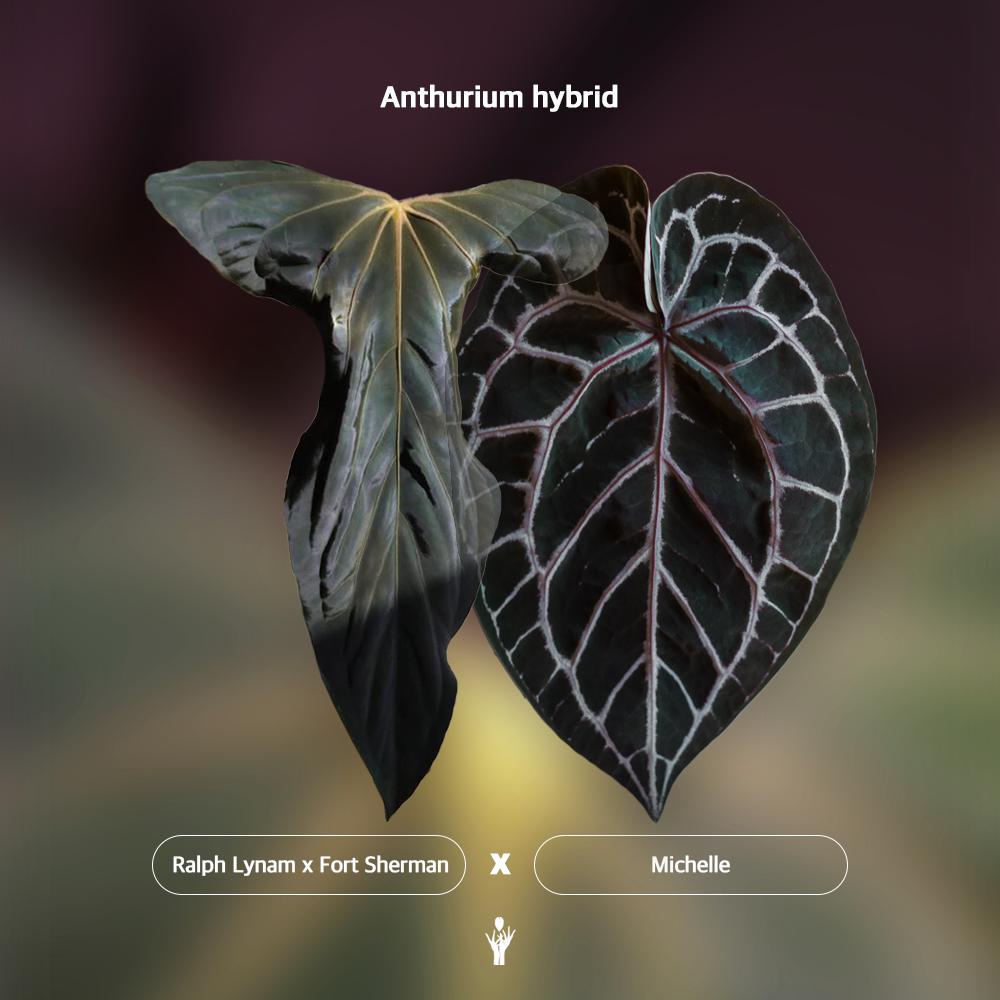 Anthurium Papillilaminum X Fort Sherman - Etsy
