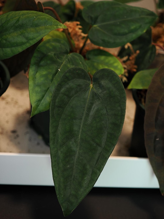 Anthurium Papillilaminum 'RL FS' X 'michelle' Seedling (ralph