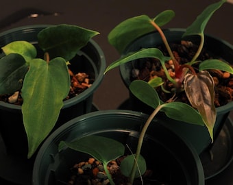 Anthurium Papillilaminum RL X FS Seedling (ralph Lynam X Fort