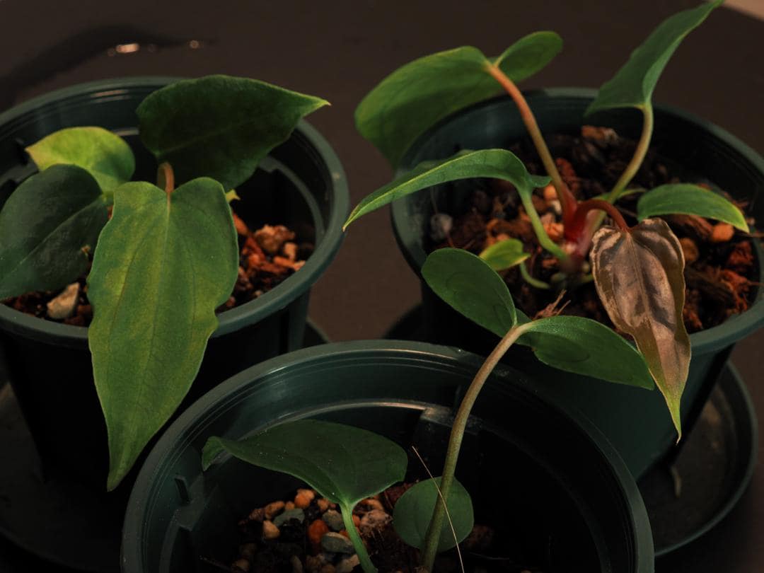 Anthurium Papillilaminum RL X FS Seedling (ralph Lynam X Fort