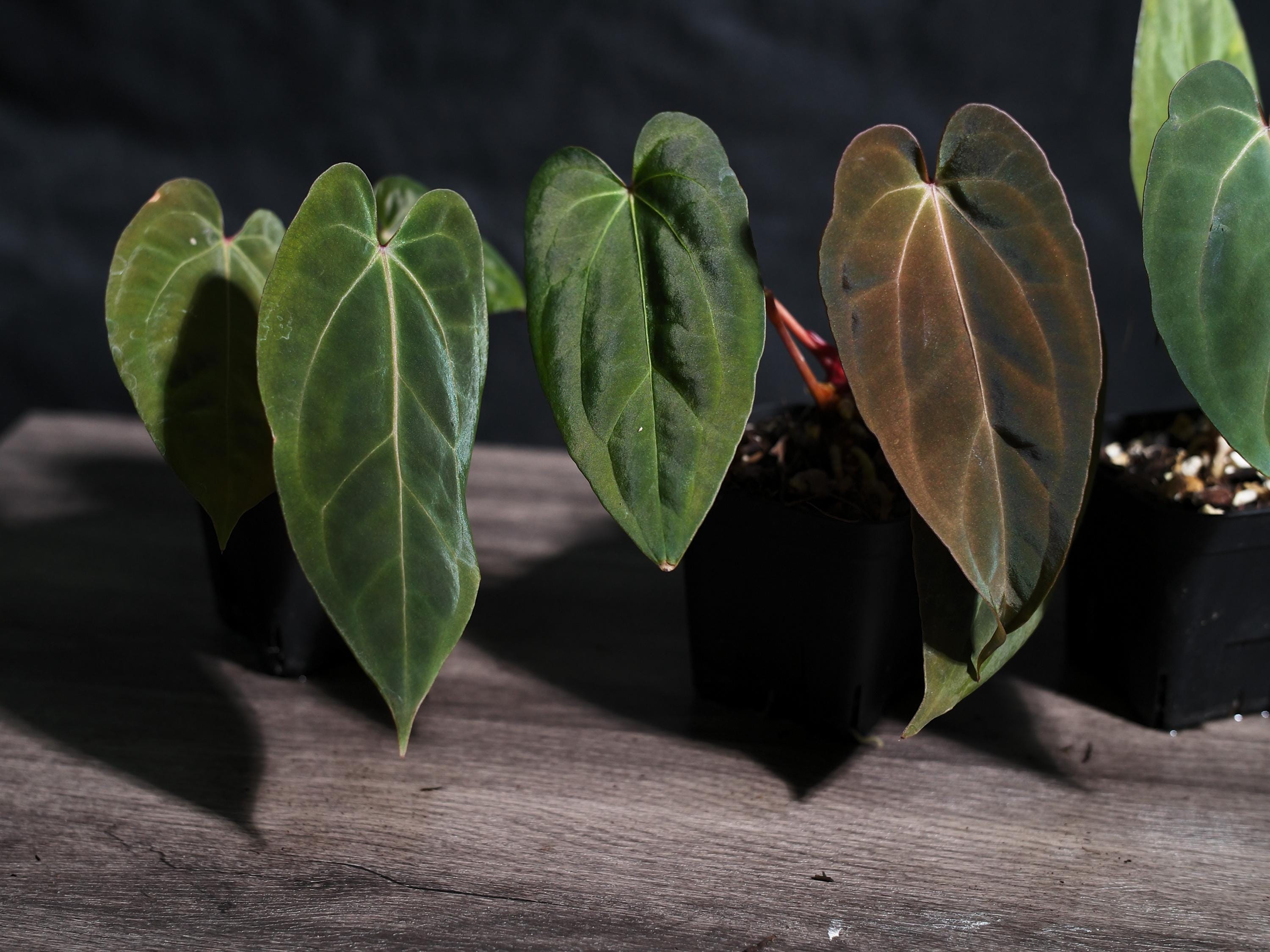 Anthurium Papillilaminum 'RL FS' X 'michelle' Seedling (ralph