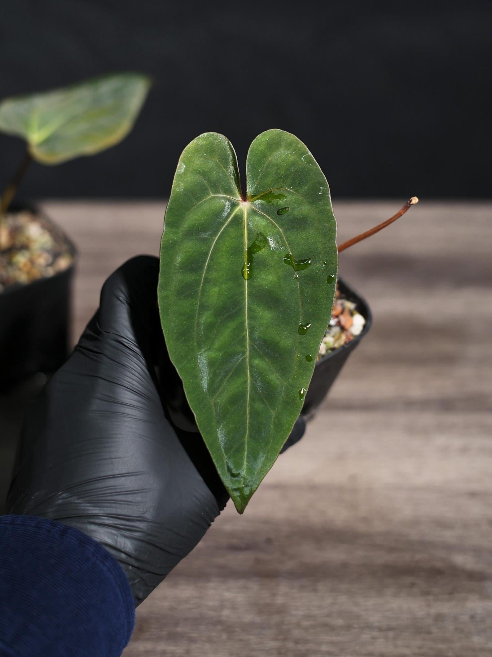 Anthurium Papillilaminum RL X FS Seedling (ralph Lynam X Fort Sherman ...