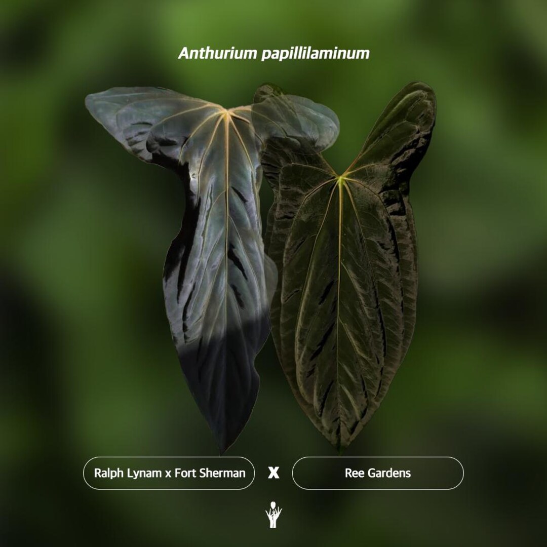 Anthurium Papillilaminum 'RL FS' X 'ree Gardens' Seedling (ralph