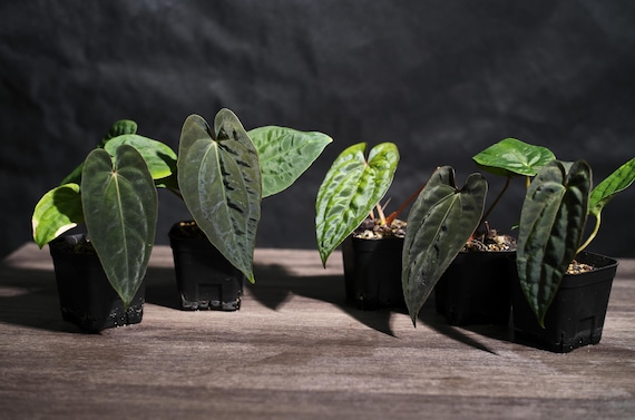 Anthurium Papillilaminum RL X FS Seedling (ralph Lynam X Fort