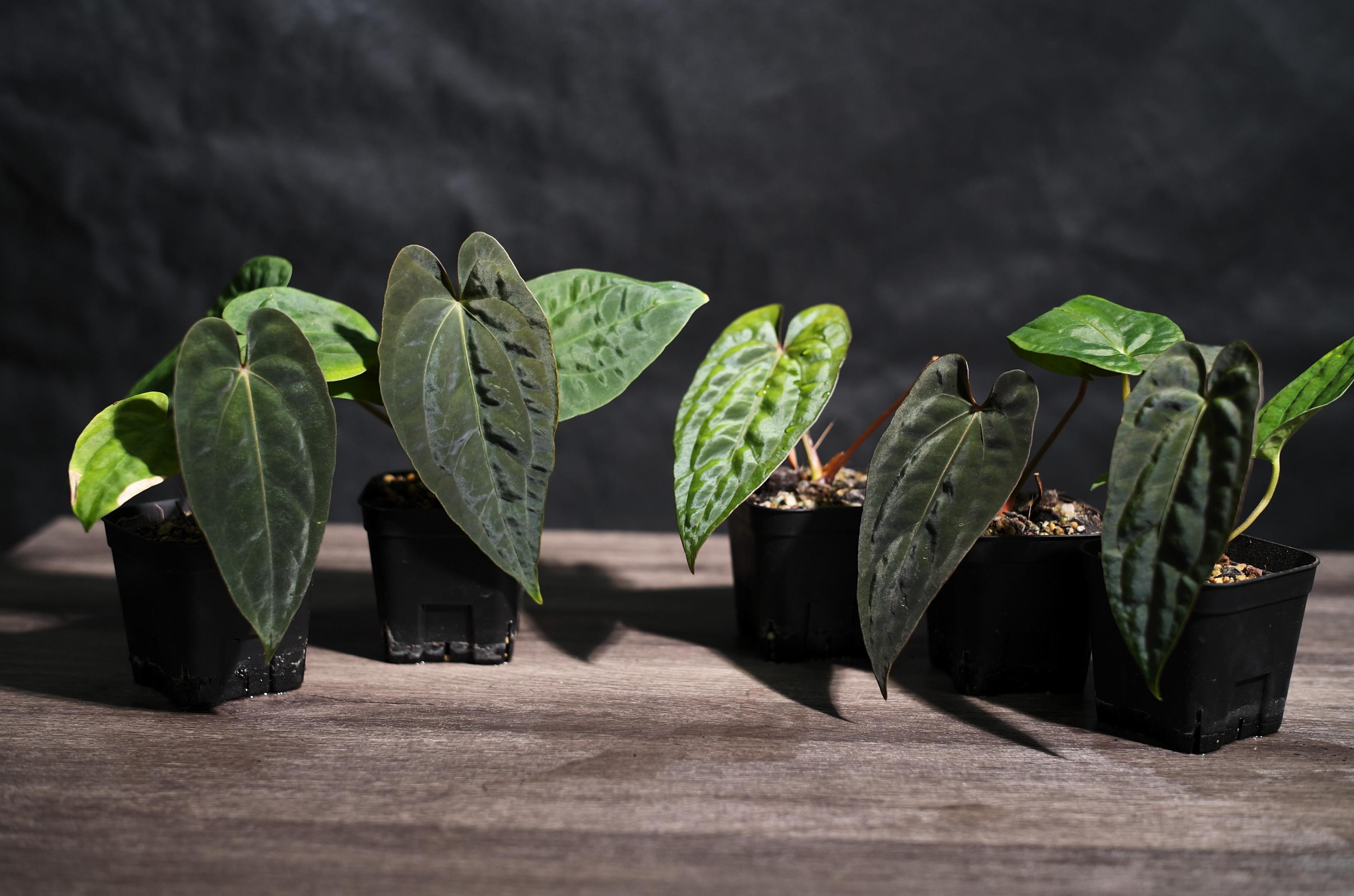 Anthurium Papillilaminum RL X FS Seedling (ralph Lynam X Fort