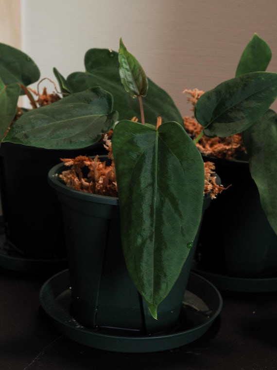 Anthurium Papillilaminum 'RL FS' X 'ree Gardens' Seedling (ralph