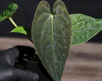 Anthurium Papillilaminum RL X FS Seedling (ralph Lynam X Fort