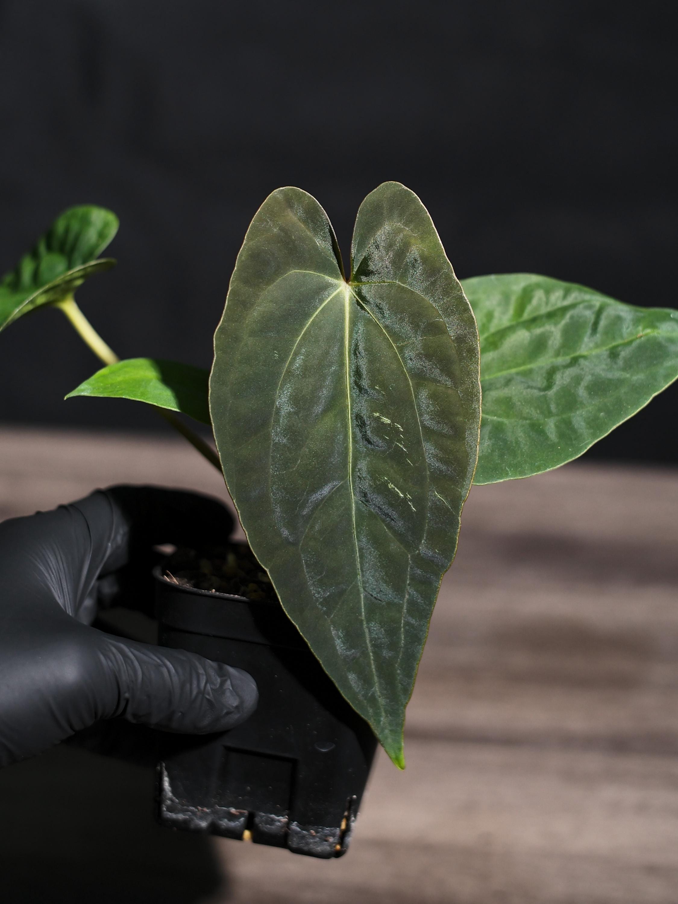 Anthurium Papillilaminum RL X FS Seedling (ralph Lynam X Fort