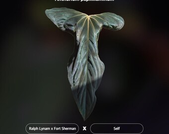 Anthurium Papillilaminum RL X FS Seedling (ralph Lynam X Fort