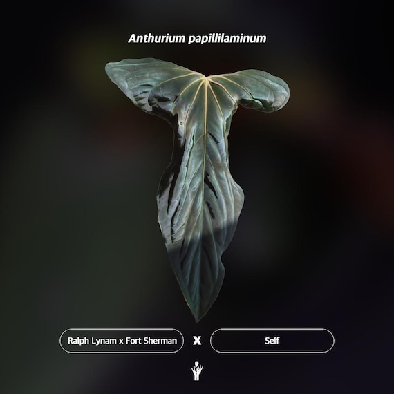 Anthurium Papillilaminum RL X FS Seedling (ralph Lynam X Fort