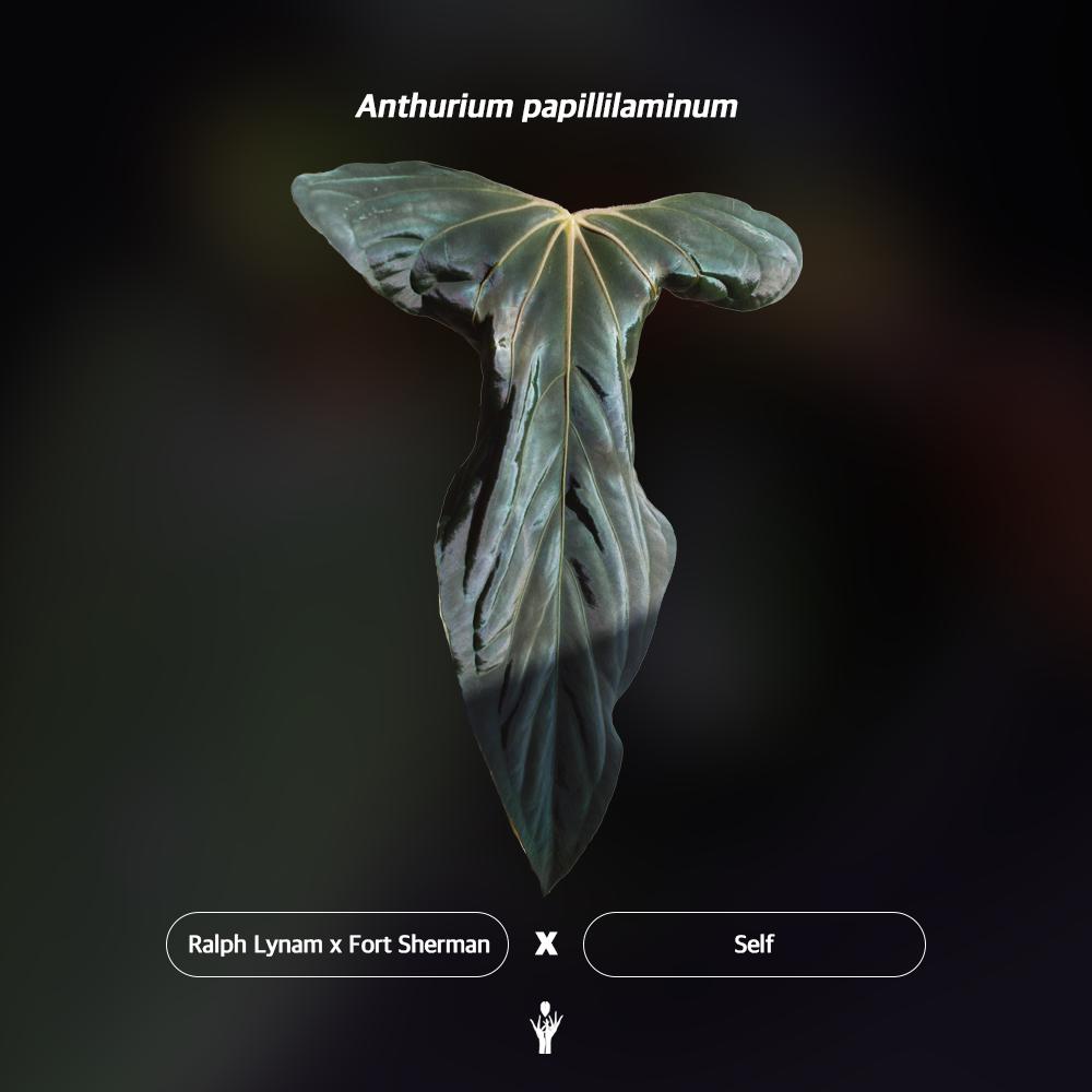 Anthurium Papillilaminum RL X FS Seedling (ralph Lynam X Fort