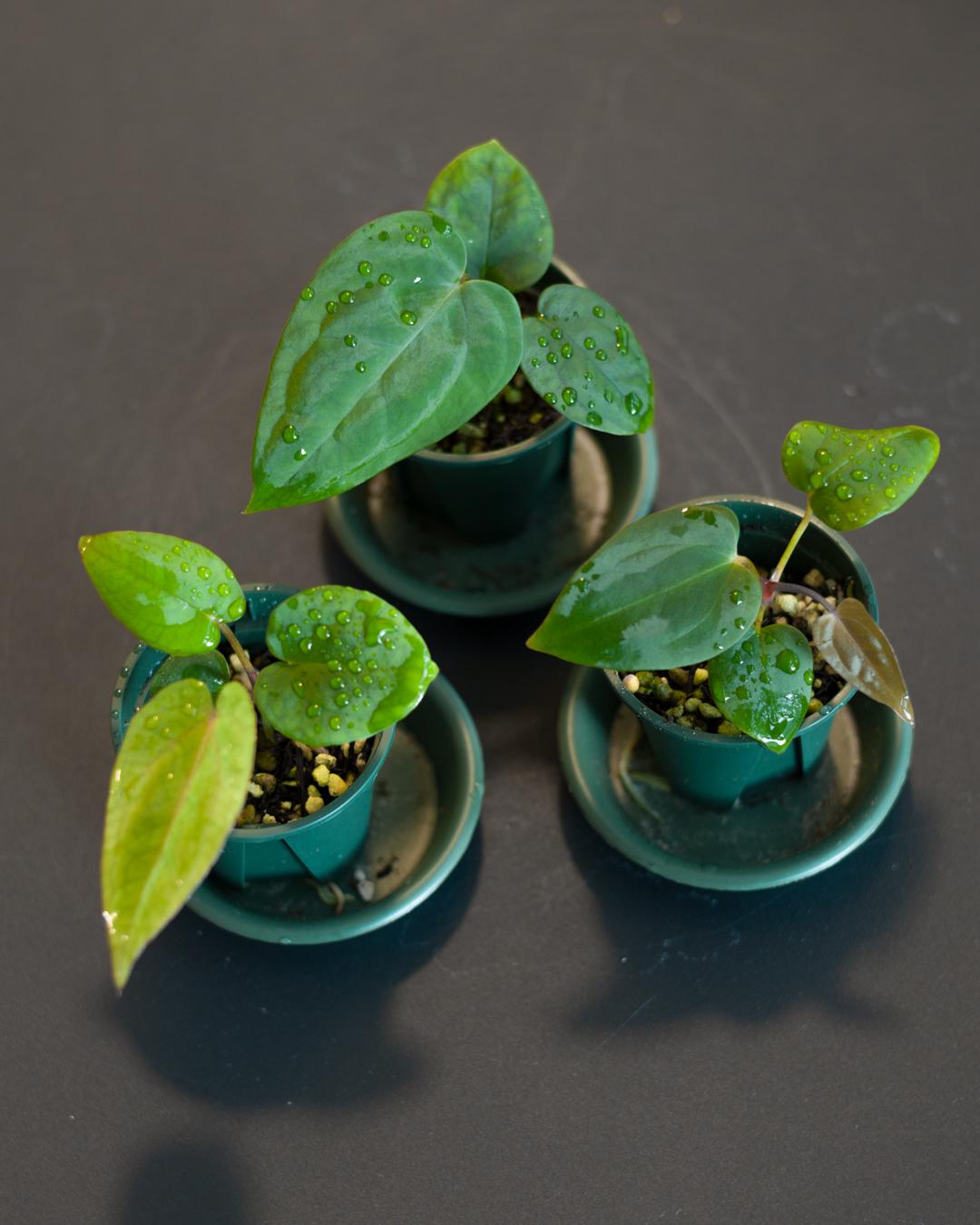 Anthurium Papillilaminum 'RL FS' X 'michelle' Seedling