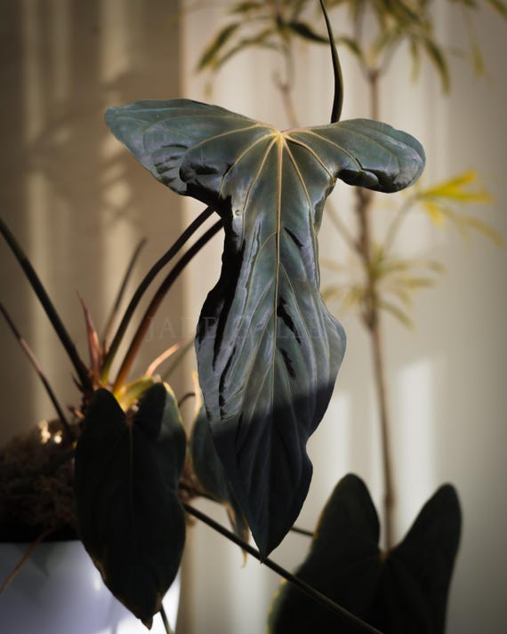 Anthurium Papillilaminum 'RL FS' X 'michelle' Seedling (ralph