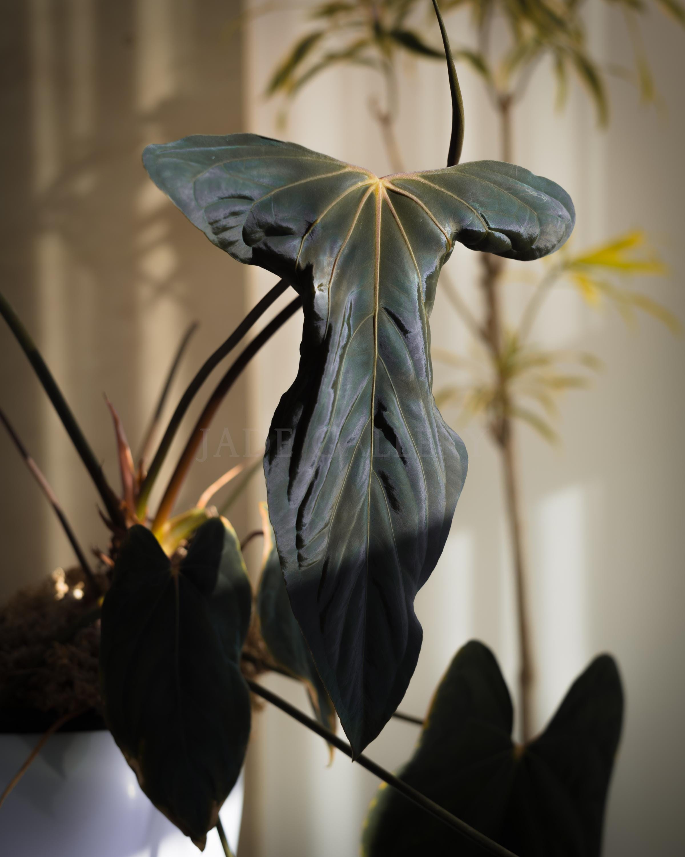 ハ*ロ様 Anthurium papi Ralph Lynam × Ft.She Anthurium