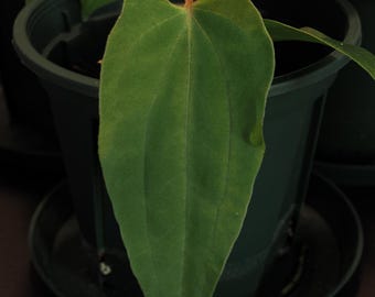 Anthurium Papillilaminum RL X FS Seedling (ralph Lynam X Fort