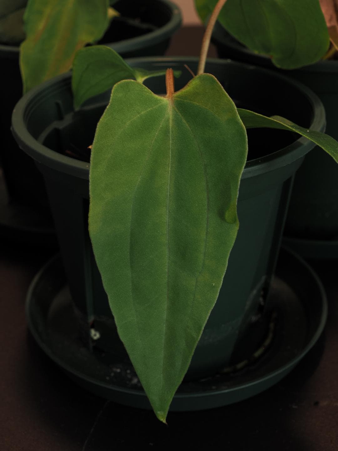 Anthurium Papillilaminum RL X FS Seedling (ralph Lynam X Fort