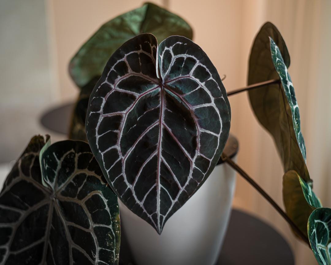 Anthurium papillilaminum  ’RL（JV）✖️FS‘ Anthurium Papillilaminum 'RL FS' x 'Michelle' seedling