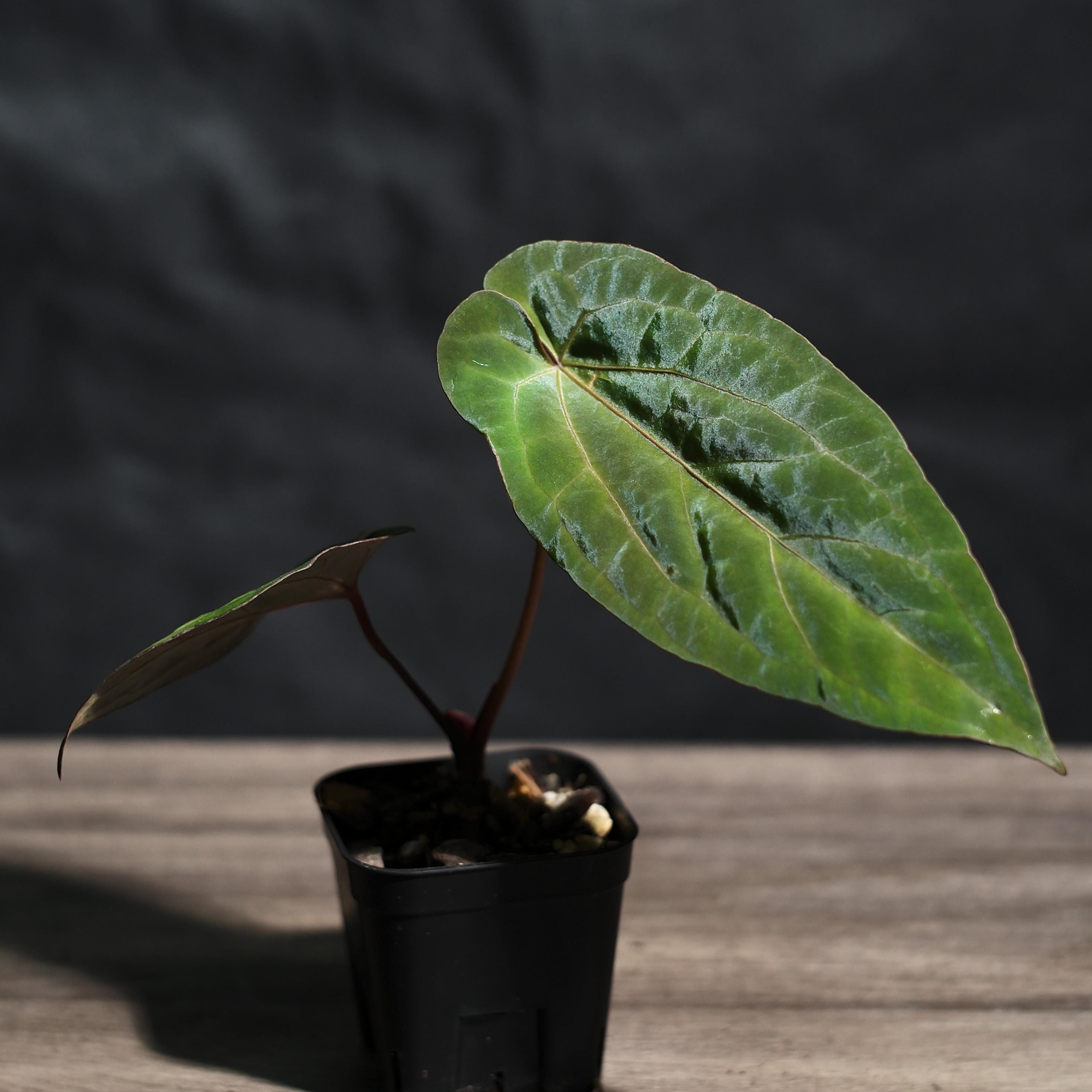 Anthurium Papillilaminum 'RL FS' X 'michelle' Seedling (ralph