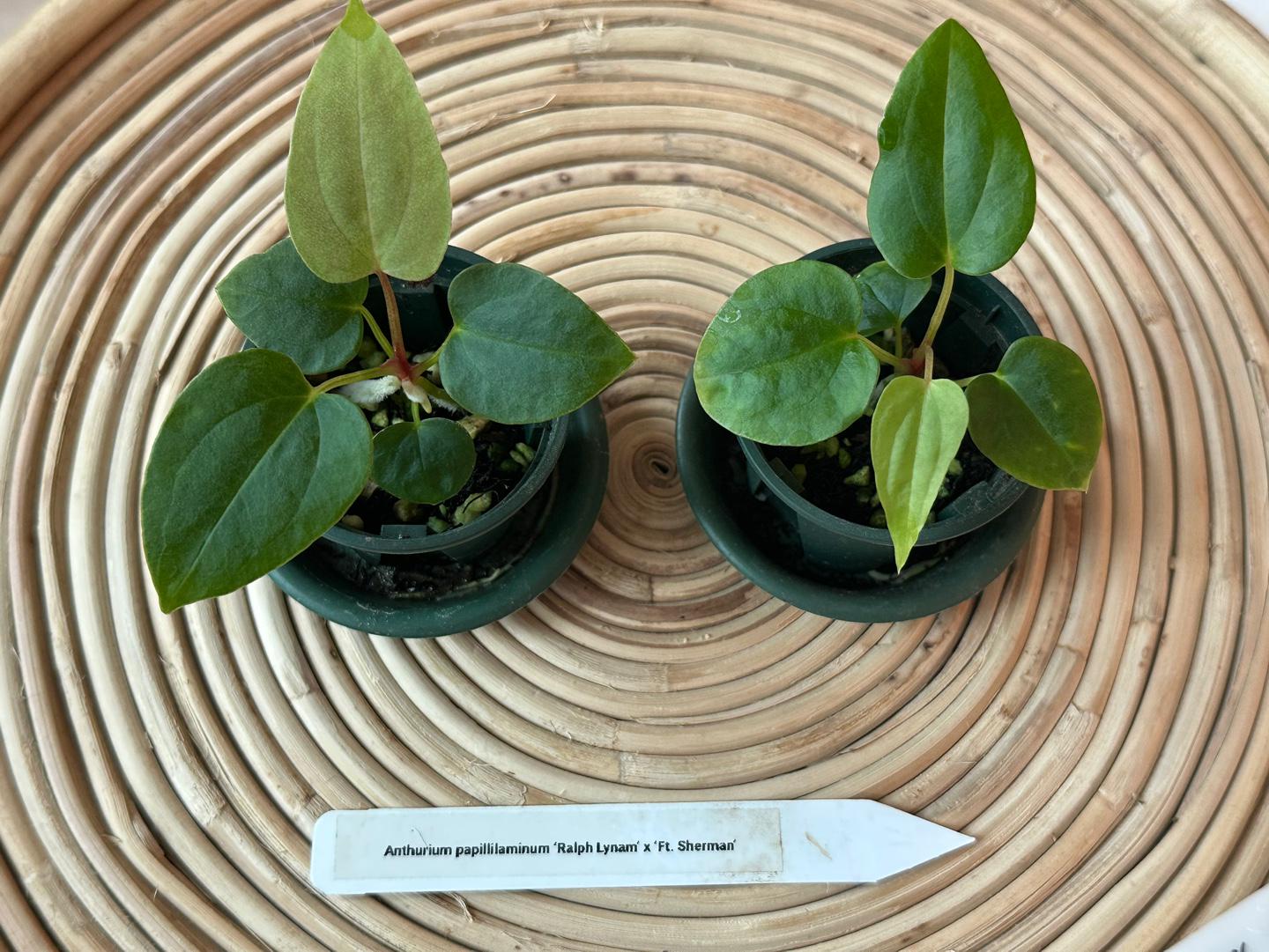 アンスリウム パピリラミナム RL x FS 苗木 (ラルフ・ライナム x