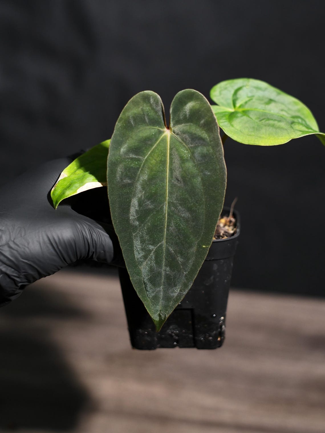 Anthurium Papillilaminum RL X FS Seedling (ralph Lynam X Fort Sherman ...