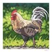 Debra Pentaleri reviewed Chicken Art Print, 8" x 8" - The Boss