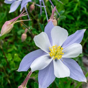 Colorado State Flower (Akelei) Foto - Berg Wildblumen Digital Download - 2x3 Natur Wandkunst