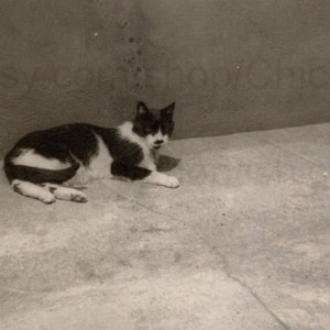 Vintage Fotografie - Katze Draußen in der Sonne