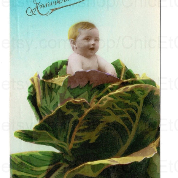 Old French Postcard - Baby in a Cabbage