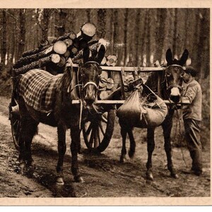 French Vintage Postcard - Mules in Winter in Gascogne