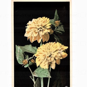 Postal floral antigua sin usar - Flores amarillas