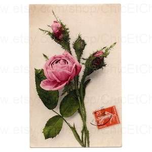 Old French Floral Postcard - Pink Rose