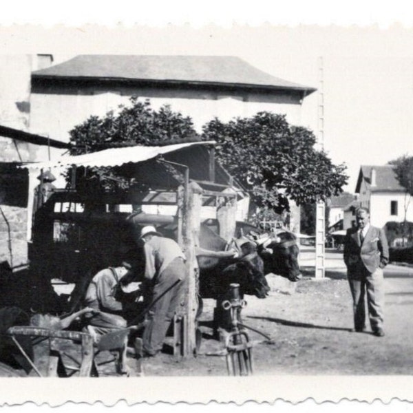 Vintage French Photo - Watching the Country Folk with Oxen