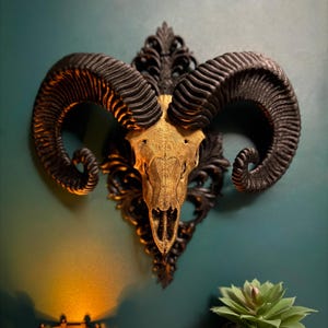May include: A decorative ram skull wall hanging. The skull is gold with black horns and a black ornate backing. The skull is mounted on a teal wall. A small black candle holder and a potted succulent are in the foreground.
