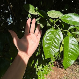 May include: A hand reaching towards vibrant green leaves on a tree branch. The leaves are large and glossy, with visible veins. The background is a mix of sunlight and shadows, suggesting an outdoor setting.