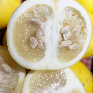 May include: Close-up of a halved yellow citrus fruit, revealing a pale, juicy interior with visible seeds. The fruit has a thick, white rind and a segmented flesh. Other whole fruits are visible in the background.