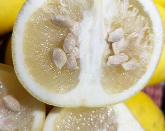 SEEDS Pomelo White Grapefruit