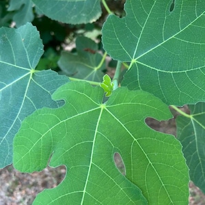 Puede incluir: Primer plano de hojas de higuera de color verde vibrante con venas prominentes. Las hojas tienen una forma lobulada distintiva y una textura ligeramente rugosa. Un nuevo brote de hoja es visible, lo que indica crecimiento. La imagen captura la belleza natural del follaje de la higuera.