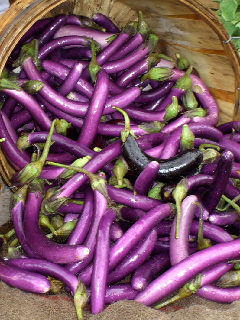 Kitchen Decor_Purple Zucchini Farmers Market_Kitchen Art_ Food Photography image 1