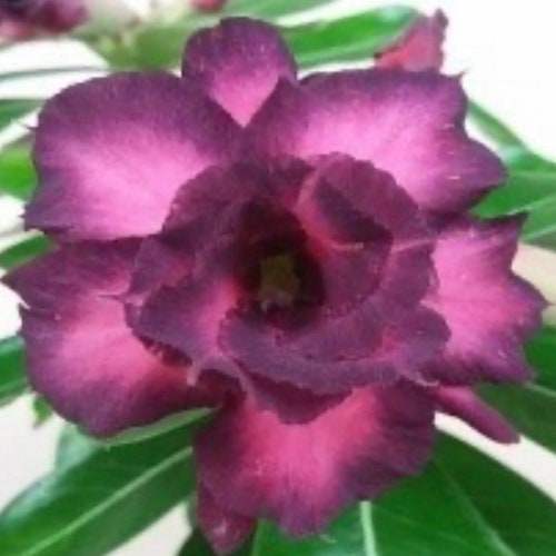 4 Rare Pink Black White Desert Rose Seeds Adenium Obesum Etsy