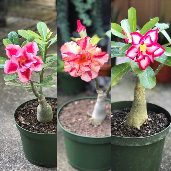 Adenium Obesum 40 Samen 4 Farben SET 5 Wüstenrose beschriftet