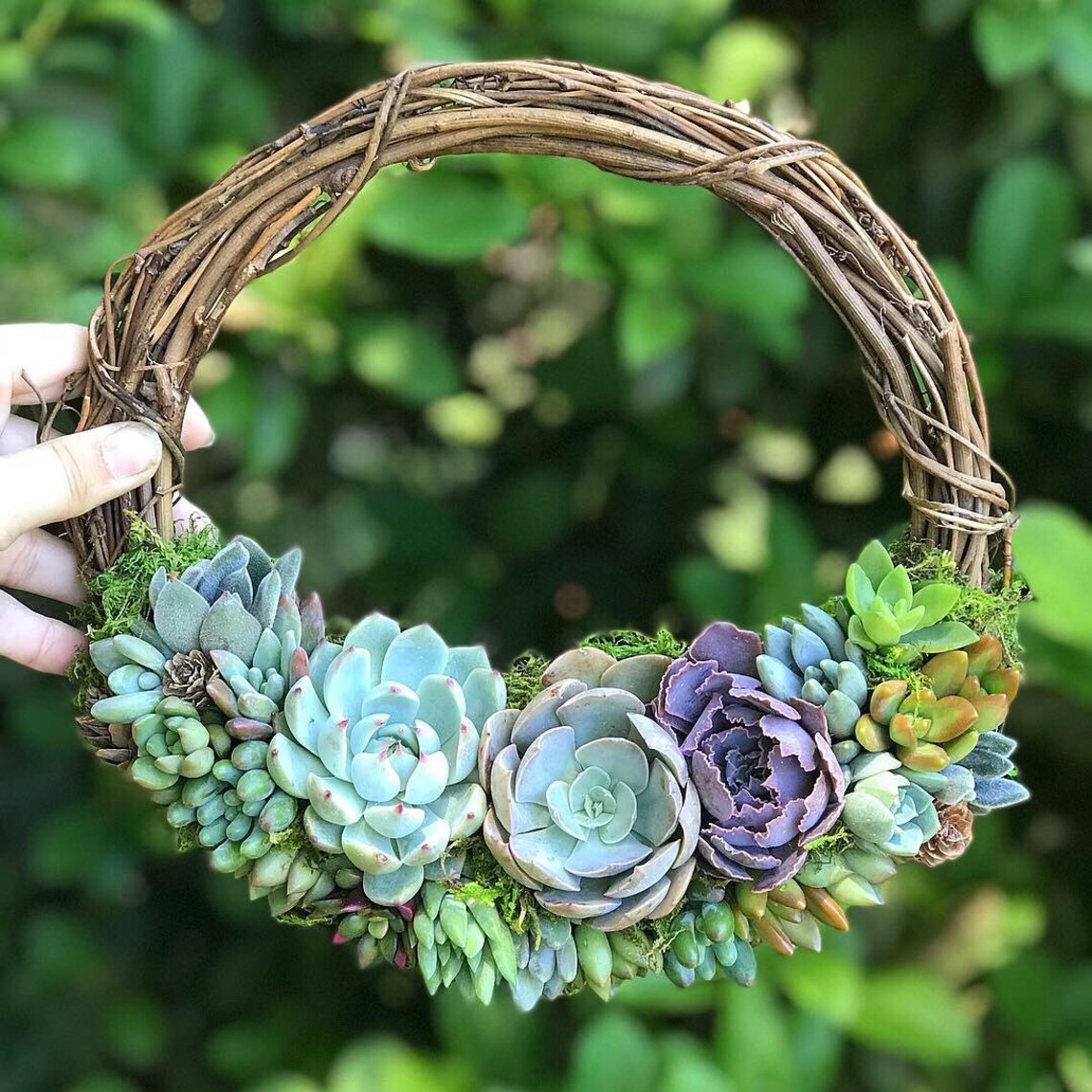 10 Living Succulent Wreath madetoorder Etsy