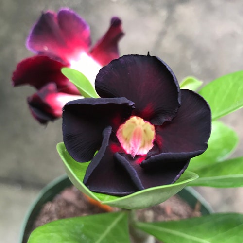 4 Rare Pink Black White Desert Rose Seeds Adenium Obesum Etsy