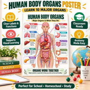 Puede incluir: Un póster educativo sobre los órganos del cuerpo humano que presenta un diagrama anatómico central con etiquetas para el cerebro, corazón, pulmones, estómago, hígado, intestino delgado, riñones, intestino grueso, páncreas y órganos reproductores.